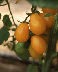 Tomatensorte Yellow Pearshaped