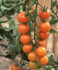 Tomatensorte Sungold