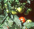 Tomaten aus dem Garten, Eva Schumann - klick hier für Informationen und Rezensionen bei unserem Werbepartner Amazon