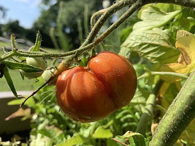Tomaten gedeihen auch im Kübel: hier eine reife Tomate der Sorte Corazon im Kübel auf der südseitigen Terrasse