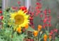 Gartentipps,  Gartenkalender, Gartennachrichten, Gartenprobleme, Kleingew�chshaus, Gartenb�cher, Gartenlinks, Gartenvereine