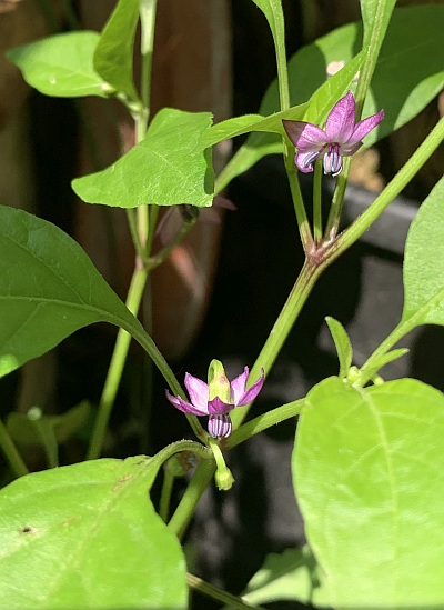 Die meisten Paprika- und Chili-Sorten haben weie Blten. Nicht so Bolivian Rainbow - ihre sind rosa.