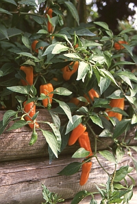 Chili Bulgarian Carrot im Hochbeet