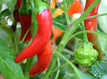 Chilisorten Cayenne und Scotch Bonnet