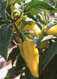 Gem�sepaprika Ungarischer Yellow Wax