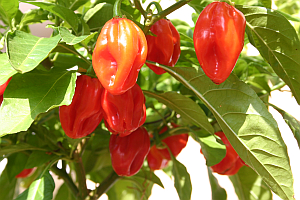 Chili Habanero