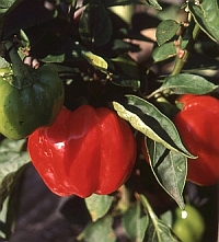 Rot ausreifende Gemsepaprika