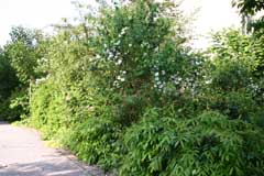 Hecken haben unterschiedlichen Platzbedarf und unterschiedliche Pflegeanspr�che. Im Bild eine bunte freiwachsende Hecke aus Bl�tenstr�uchern u. a.
