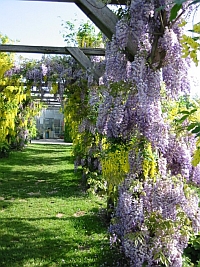 Gartenlinks - Garten- und Pflanzeninformationen, Gartenportale und Interessantes