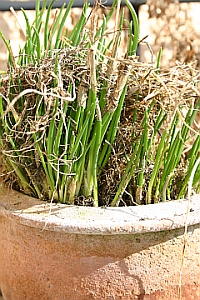 Topfgarten - Schnittlauch kann im Topf �berwintert werden. Er treibt im zeitigen Fr�hjahr durch. Viel gie�en!