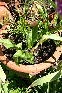 Stauden in T�pfen: Echinacea purpurea, Liatris, Gr�ser