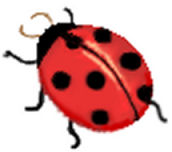 Biologischer Pflanzenschutz  - der Marienkäfer ist dafür das beliebteste Symbol