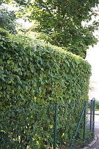 Hecke schneiden