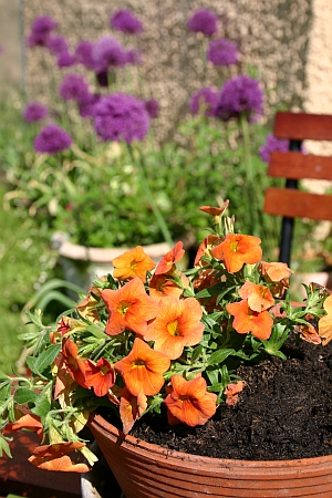 Topfgarten: Vorne Calibrachoa, hinten eine niedrige Rose im K�bel, drum herum Zierlauch (direkt im Boden)