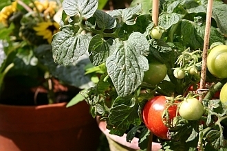 Topfgarten - niedrige Balkontomaten im  kleinen Topf
