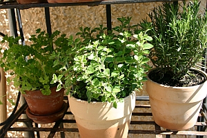 Kr�uter im Topfgarten: Petersilie, Oregano, Rosmarin