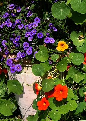 Topfgarten - K�bel mit Solanum und Kapuzinerkresse