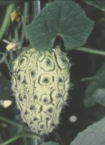 Kiwano, die Horngurke - das Bild zeigt eine grüne Frucht