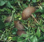 Schnecken, besonders die schdlichen Nacktschnecken, verstecken sich tagsber an feuchten Stellen