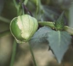 Tomatillos 