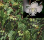 Weiki: Fr�chte und weibliche Bl�te
