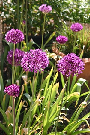 Purpur-Kugellauch Allium aflatunense Purple Sensation