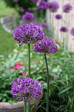 Allium aflatunense 'Purple Sensation'
