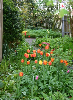 Blumenzwiebeln: Tulpen setzen Akzente im Frühling