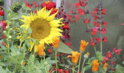 hobbygarten.de | gartensaison.de