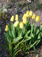 Blumenzwiebeln: Tulpen - Fr�hlingsbl�her im Garten