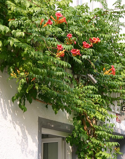 Trompetenblume Campsis