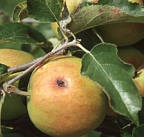 Apfelwickler-Bohrloch - der Apfelwickler bef�llt vorwiegend �pfel, aber auch Birnen, Quitten, Aprikosen, Pfirsiche, Pflaumen, Kirschen, Wei�dornfr�chte, Esskastanien und Waln�sse