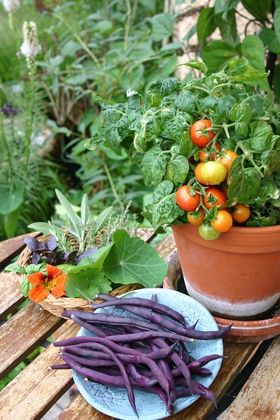 Topfgarten: Erntezeit f�r Gem�se und Kr�uter vom Balkon