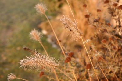 Bereiftes Lampenputzergras in der Januar-Morgensonne