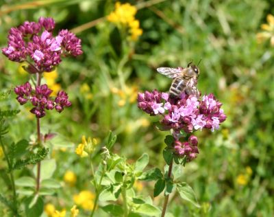 Biene an pinkfarben bl�hendem Oregano