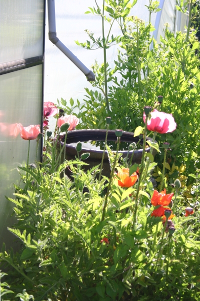 Regenwasser sammeln vom Gew�chshaus.