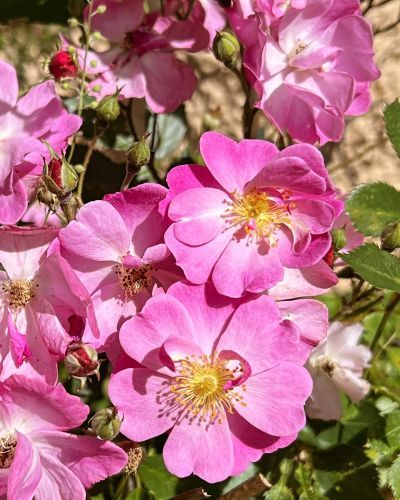 Rosen im K�bel - 'Lavender Dream' bl�ht ab Ende Mai/Anfang Juni