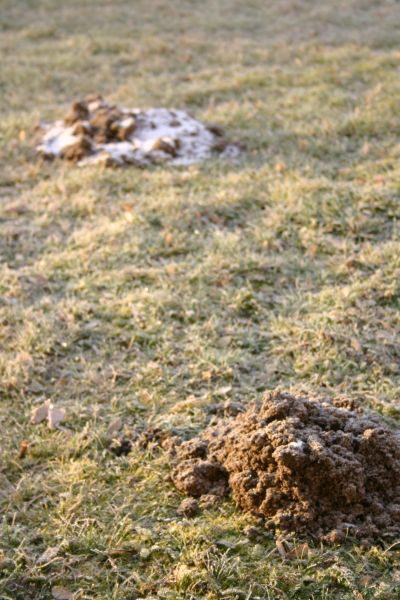 Erdhaufen im Garten: W�hlmaus oder Maulwurf