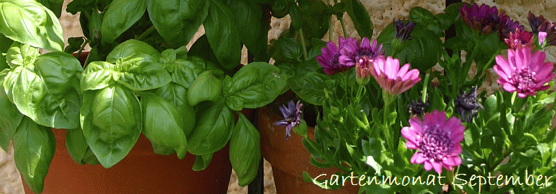 Gartenmonat September