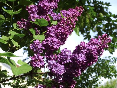 Fliederbl�te