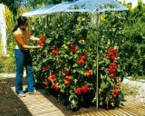 Tomatendach - Informationen und Rezensionen bei Amazon