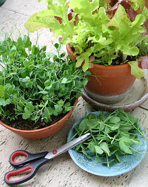 Gesundheit - Gesunde Ernhrung - Keimlinge, Grnkraut, Japanese Greens